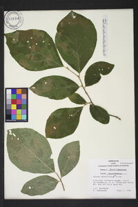 Styrax grandifolius image