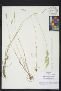 Bromus commutatus image