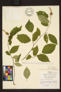 Corylus cornuta image