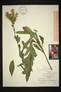 Solidago petiolaris var. petiolaris image