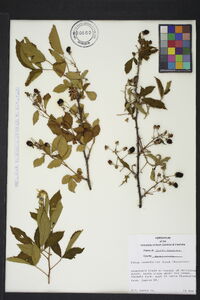 Rubus cuneifolius image