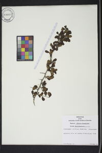 Crataegus uniflora image