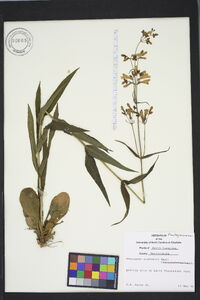 Penstemon australis image