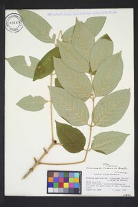 Fraxinus biltmoreana image