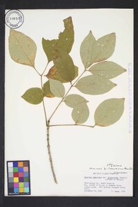 Fraxinus biltmoreana image