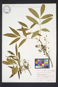 Fraxinus caroliniana image