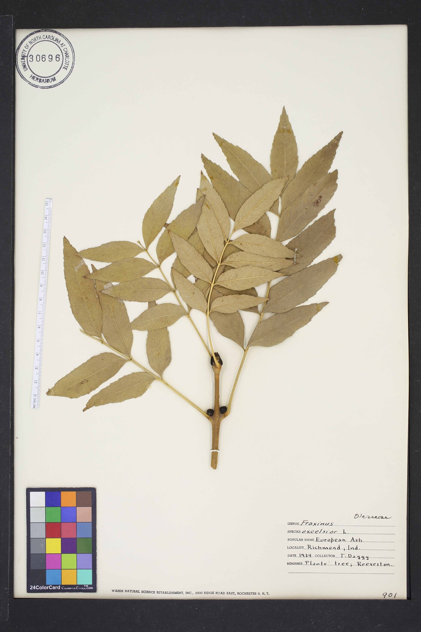 Fraxinus excelsior image