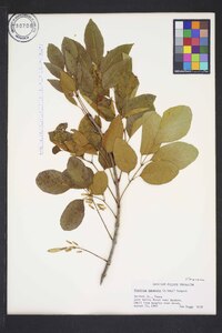 Fraxinus texensis image