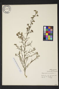 Polypremum procumbens image