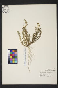 Polypremum procumbens image