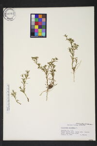 Polypremum procumbens image