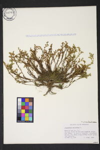 Polypremum procumbens image