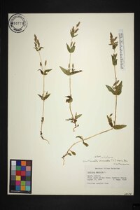 Gentianella amarella image