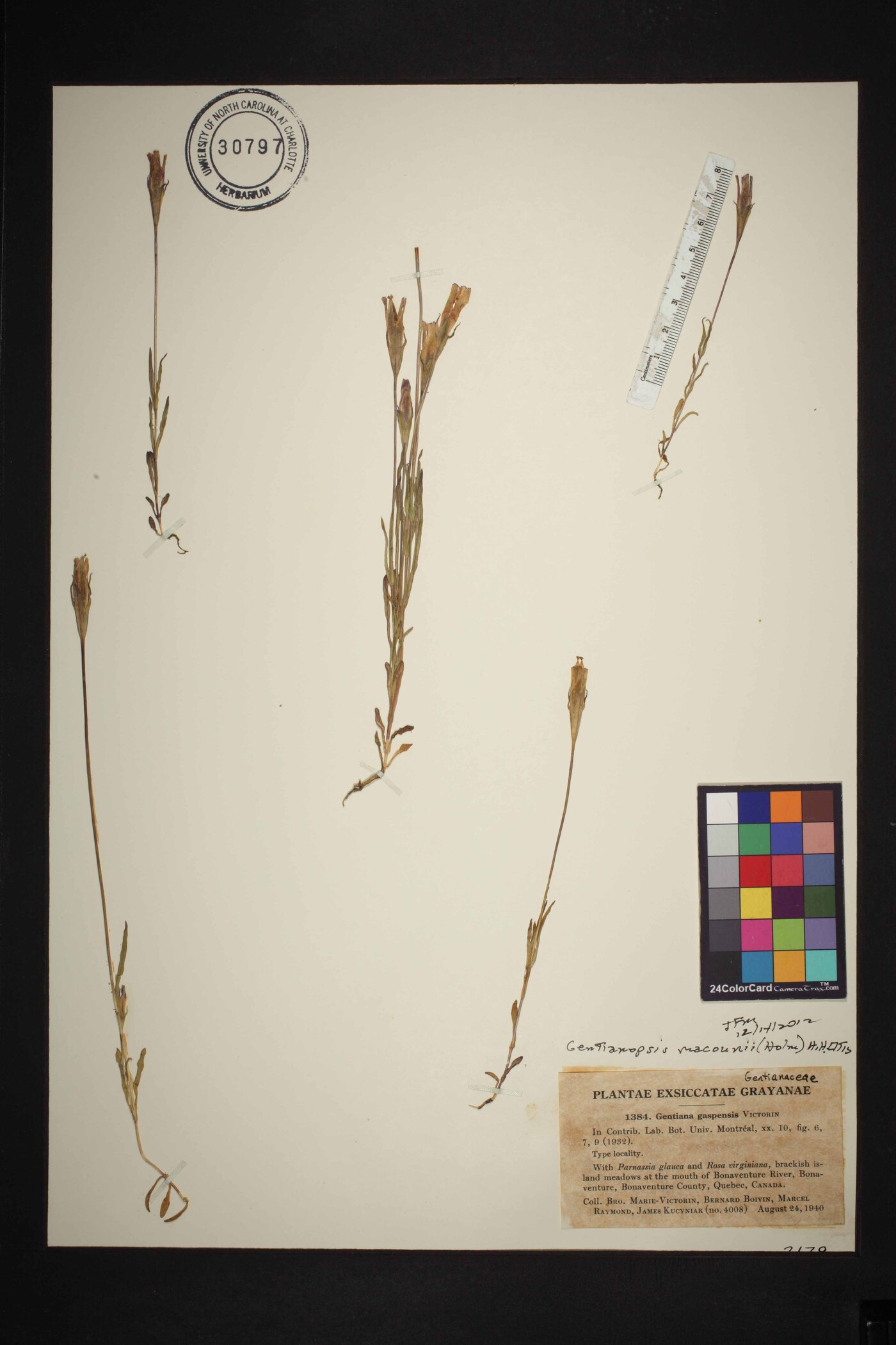 Gentianopsis virgata subsp. macounii image