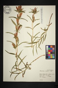 Gentiana linearis image