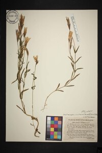 Gentianopsis virgata subsp. victorinii image
