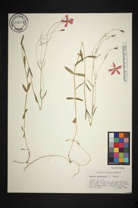 Sabatia campanulata image