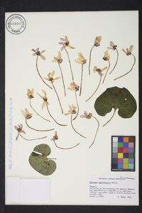 Cyclamen purpurascens image