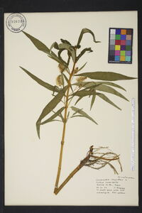 Lysimachia thyrsiflora image