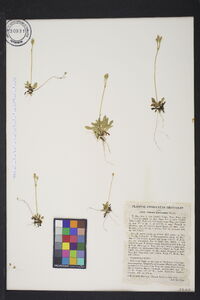 Primula mistassinica image