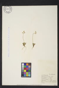 Primula mistassinica image