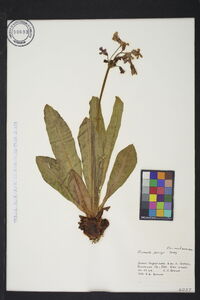 Primula parryi image