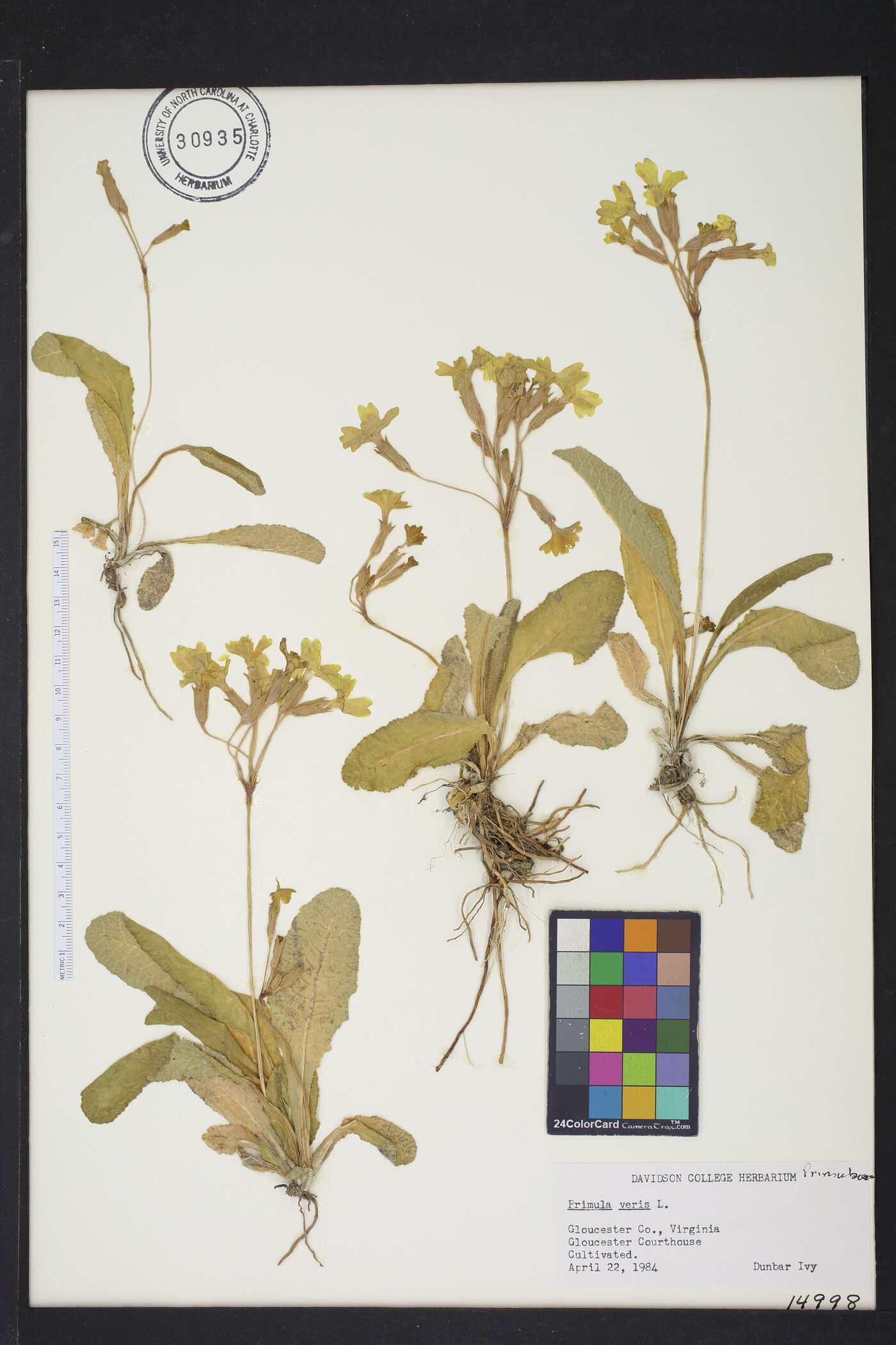 Primula veris image