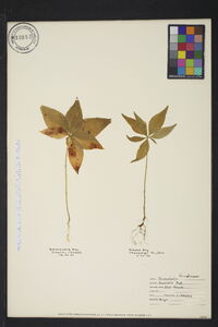 Trientalis borealis image