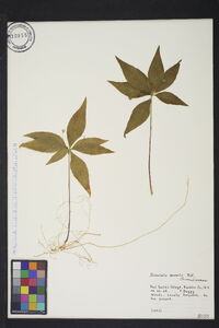 Trientalis borealis image