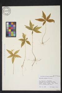 Trientalis borealis image