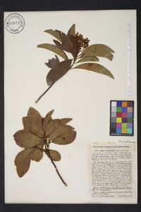 Ardisia escallonioides image