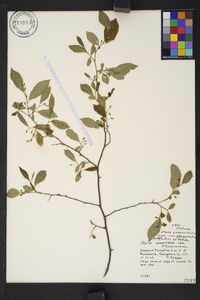 Styrax americanus var. pulverulentus image