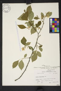 Styrax americanus image