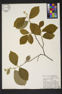 Styrax grandifolius image