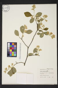 Styrax grandifolius image