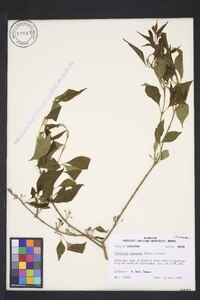 Forestiera acuminata image