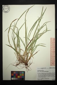 Carex abscondita image