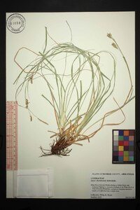 Carex cherokeensis image