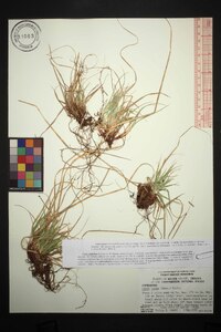 Carex tonsa image