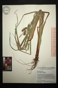 Carex gigantea image