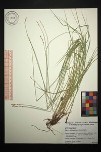 Carex albolutescens image