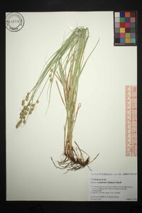 Carex reniformis image