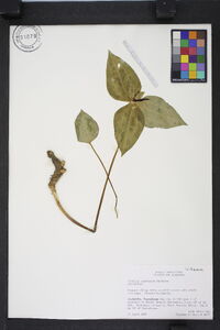 Trillium stamineum image