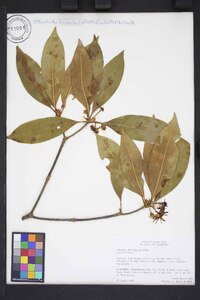 Illicium floridanum image