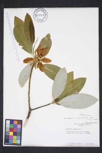 Magnolia virginiana image