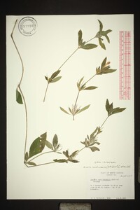 Ruellia caroliniensis image