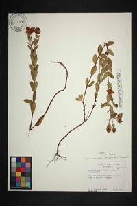 Hypericum crux-andreae image