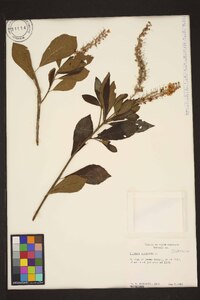 Clethra alnifolia image