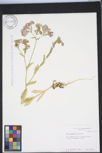 Phlox drummondii image