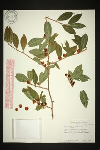 Ilex laevigata image